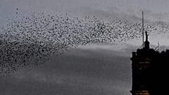 Gli uccelli sono tra le prede più ricercate dai bracconieri in Italia