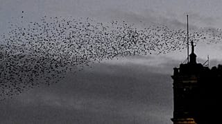 Gli uccelli sono tra le prede più ricercate dai bracconieri in Italia