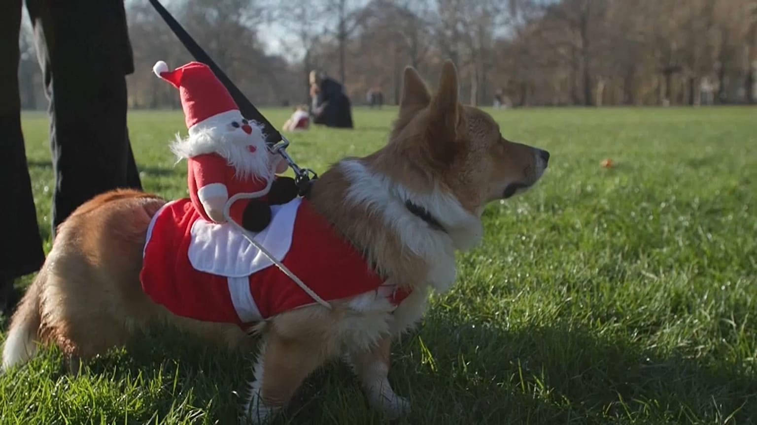 A Corgi in London before the city’s annual Christmas walk 