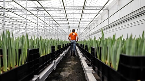 Bert de Groot, a Bitcoin business owner, walks through a large tulip greenhouse in Rotterdam 