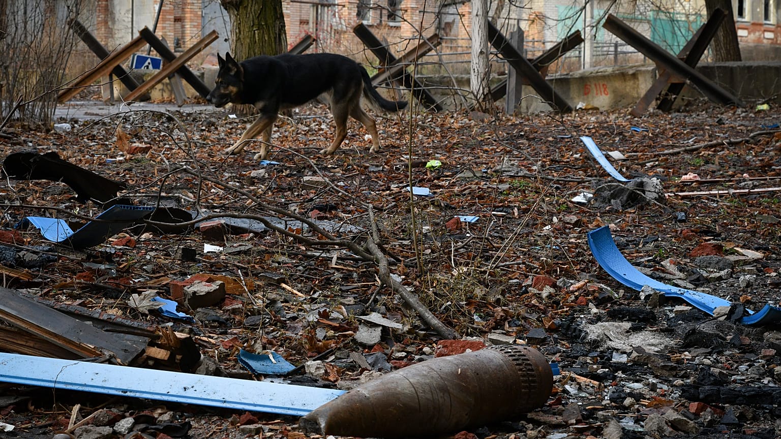 Ein Hund streunt in Bachmut, im Vordergrund sind Kampfmittel zu sehen
