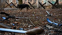 Ein Hund streunt in Bachmut, im Vordergrund sind Kampfmittel zu sehen