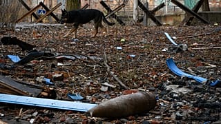 Kóbor kutya a szétlőtt Bahmutban