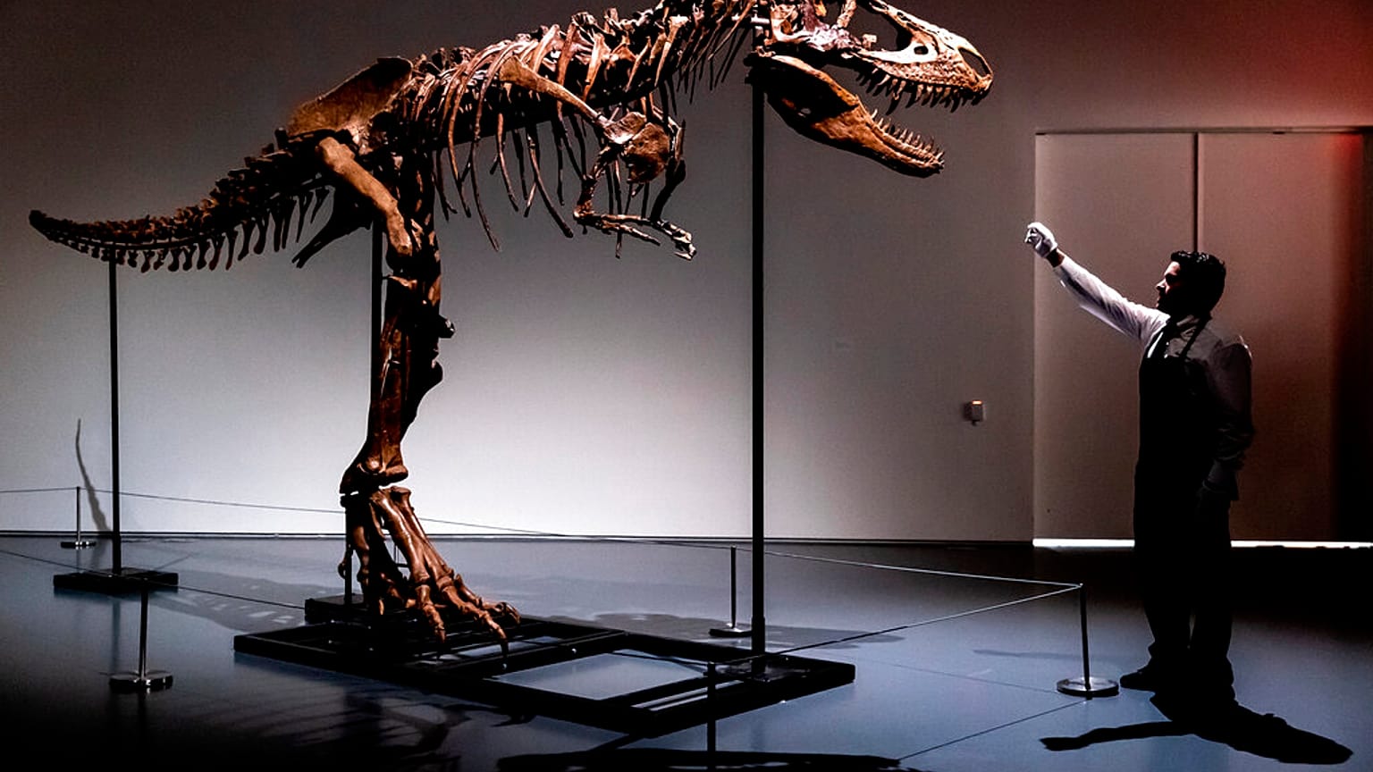 A Gorgosaurus dinosaur skeleton.