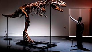A Gorgosaurus dinosaur skeleton.