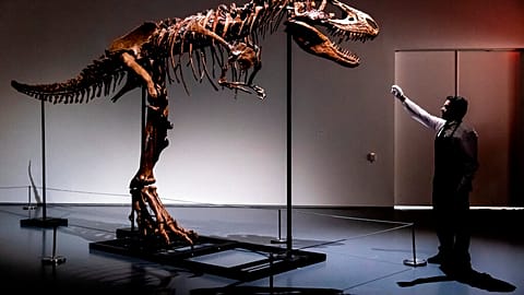 A Gorgosaurus dinosaur skeleton.