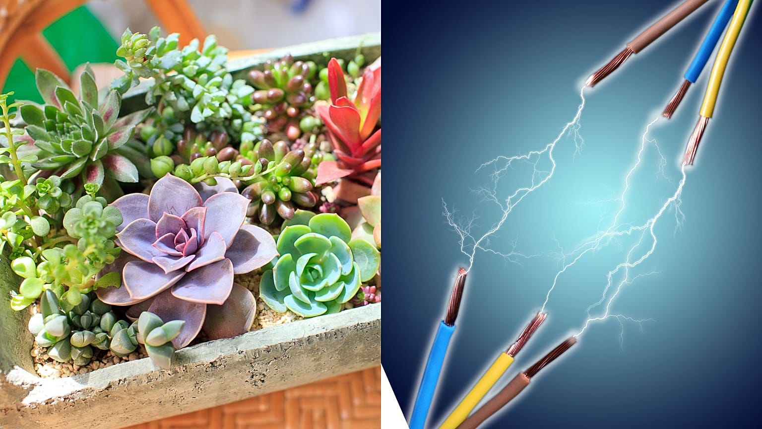 Researchers have managed to 'pull' electricity from a succulent plant.
