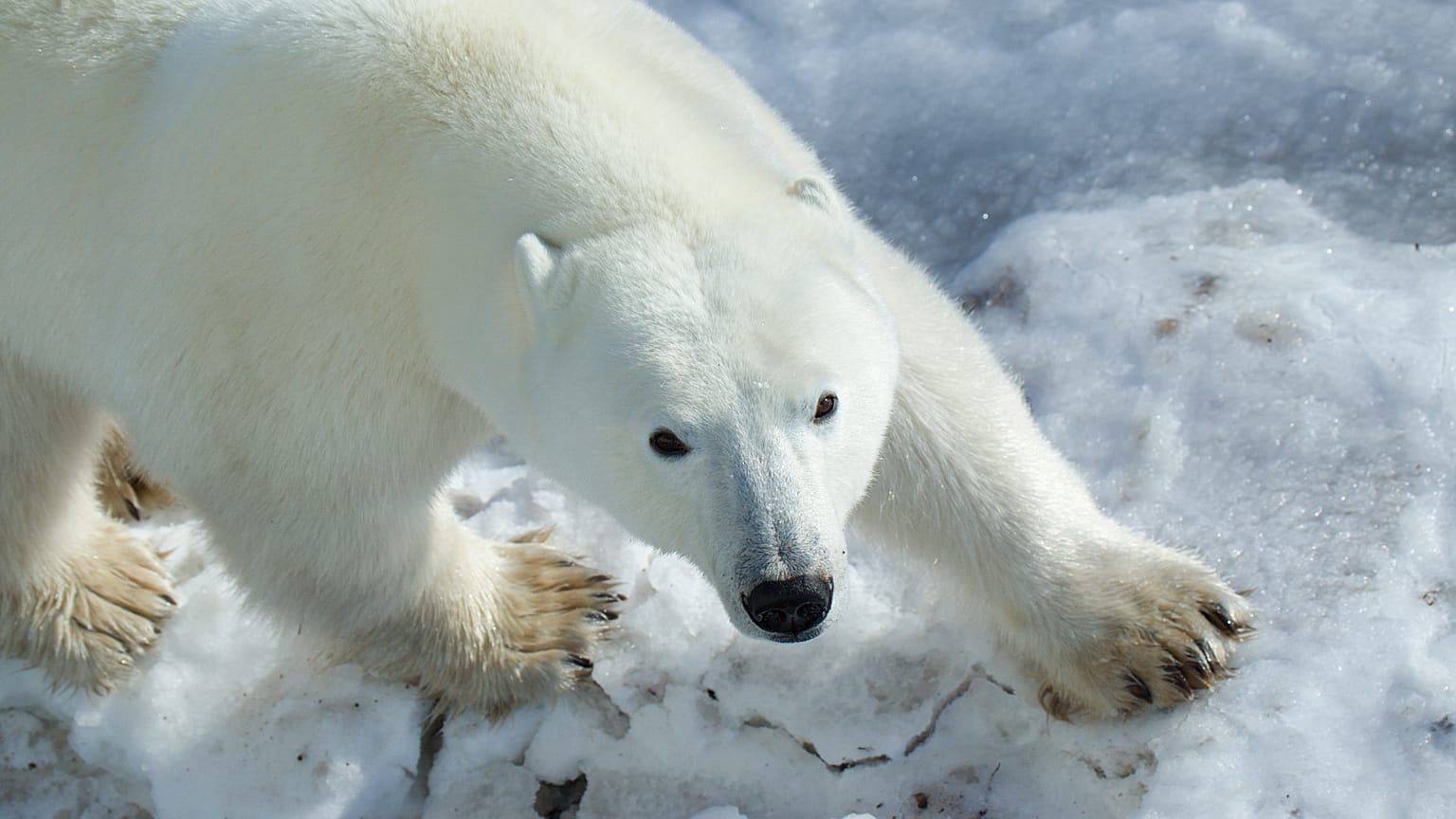 The bear-dar is helping to detect polar bears that come close to communities in the Arctic. 