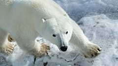The bear-dar is helping to detect polar bears that come close to communities in the Arctic. 