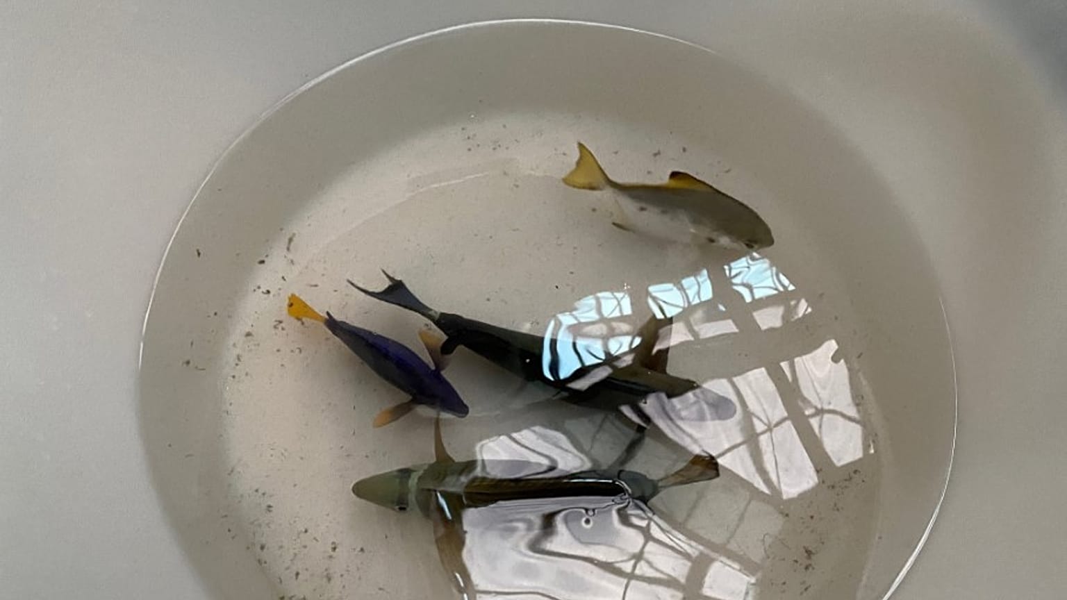 Von der Berliner Feuerwehr gerettete Fische