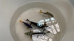 Von der Berliner Feuerwehr gerettete Fische