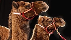 هروب جمال في أستراليا