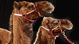 هروب جمال في أستراليا