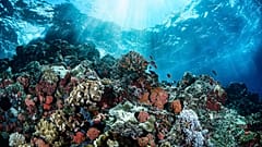 The Great Barrier Reef may one day be 'rewilded' using pioneering cryogenics techniques