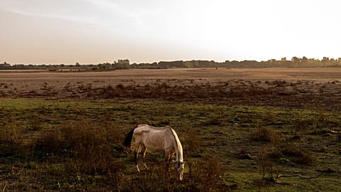 A horse grazes in the village of El Rocío in Almonte, southwest Spain, in an areas that used to be a wetland