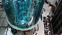 A diver cleaning the AquaDom aquarium in Berlin in 2011