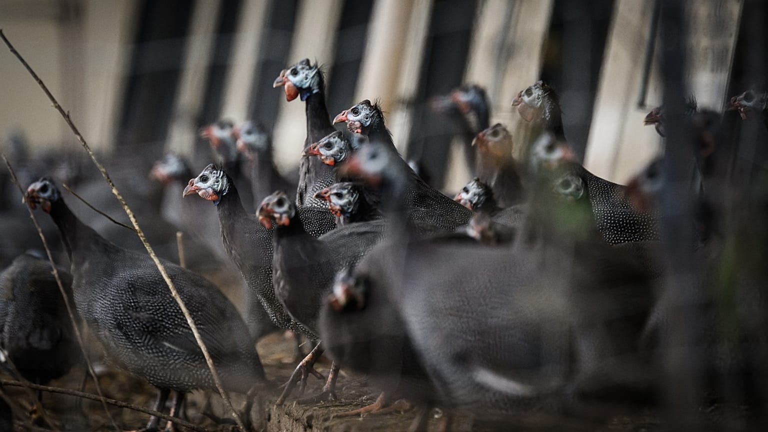 طيور الغينيا في الهواء الطلق في ليس هيربير، غرب فرنسا في 5 ديسمبر 2022 