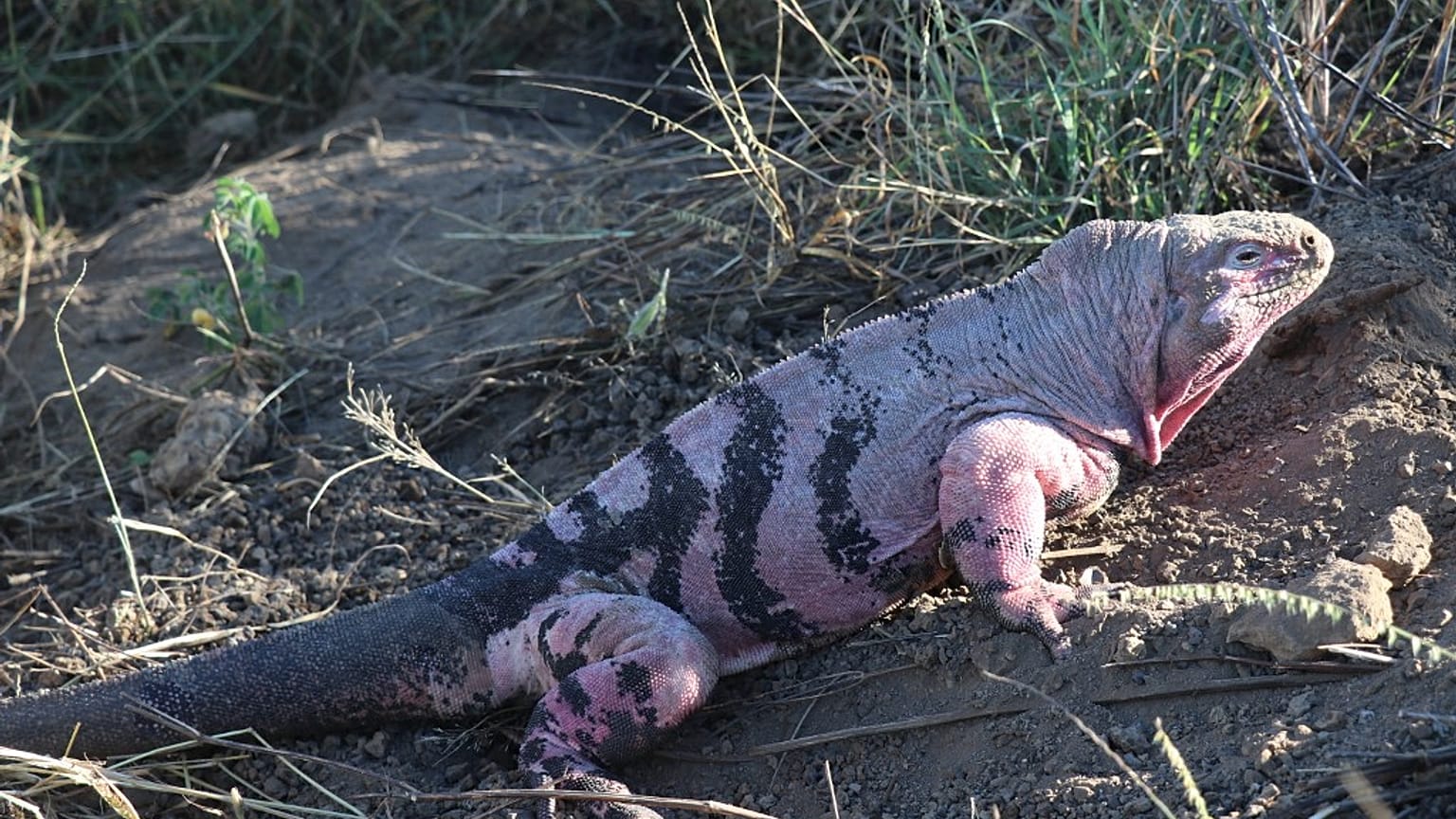 Pembe iguanalar yalnızca Ekvador Takımadaları'nın Isabela Adası'ndaki Wolf Yanardağı'nın yamacında yaşıyor