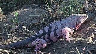 Pembe iguanalar yalnızca Ekvador Takımadaları'nın Isabela Adası'ndaki Wolf Yanardağı'nın yamacında yaşıyor