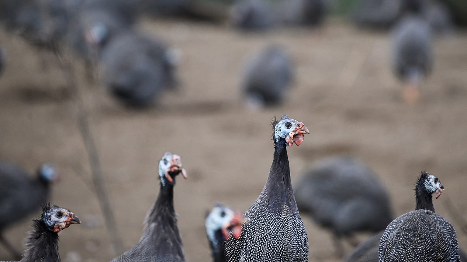 Les Herbiers, Vendée (France) - 05.12.2022