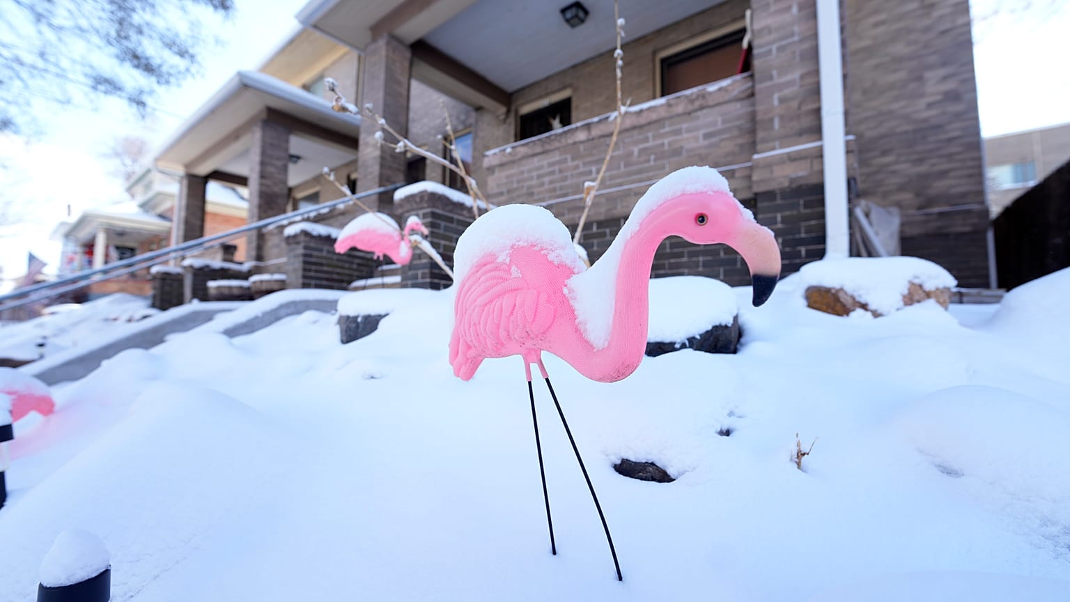 Hófödte flamingó egy denveri kertben