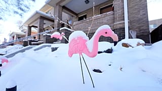 Hófödte flamingó egy denveri kertben