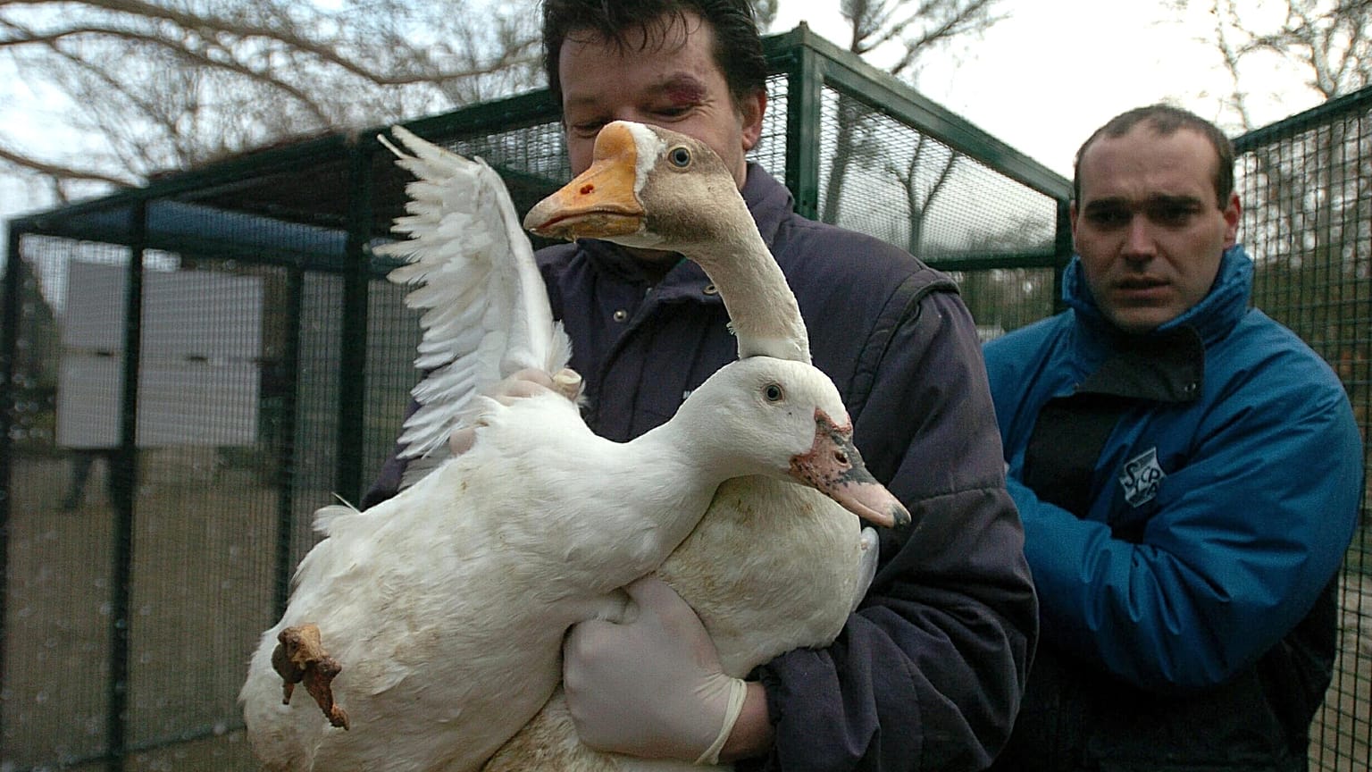 Frankreich will ab Herbst 2023 Geflügel gegen die Vogelgrippe impfen