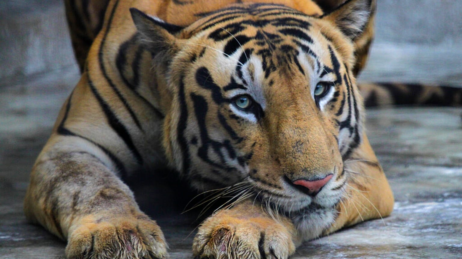 Bengal kaplanları nesli tehlike altındaki türler arasında