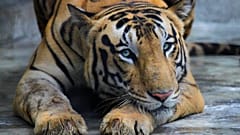 Bengal kaplanları nesli tehlike altındaki türler arasında