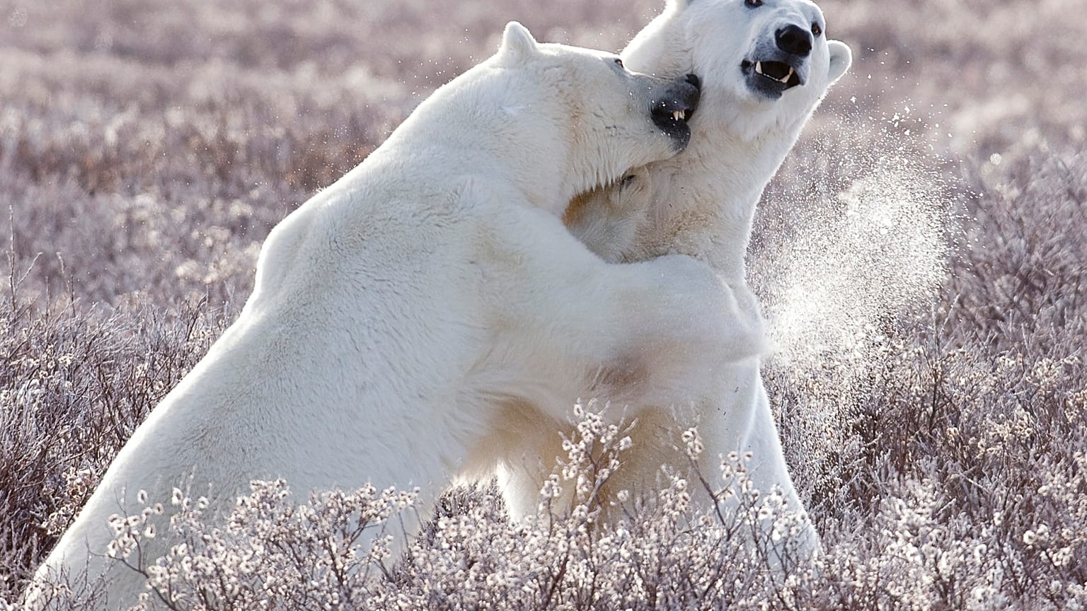 Hudson Bay in Kanada ist die "Welt-Hauptstadt" der Eisbären. Dort sinkt laut einer neuen Studie die Zahl der Eisbären sehr schnell.