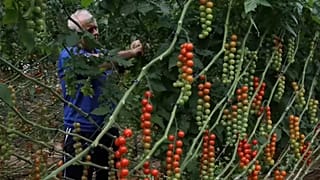 Plantación de tomates cherry en Alemania.