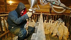 Eine Entenfarm in Kalifornien, die Stopflebern herstellt (Archivaufnahme)