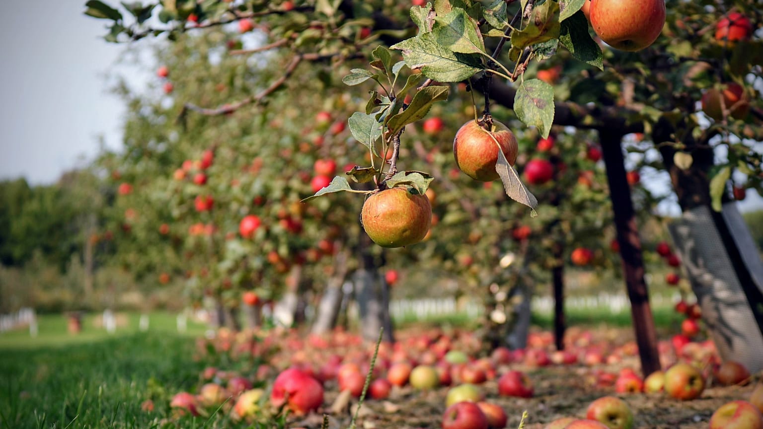 An annual audit shows the UK’s flora and fauna that has struggled to survive extreme weather conditions. 