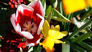 أزهار التوليب