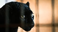 La petite panthère noire nommée Kiara, après son arrivée en France dans un refuge pour animaux sauvages au zoo de Saint-Martin-la-Plaine, le 27 décembre 2022