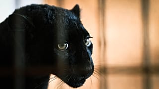 La petite panthère noire nommée Kiara, après son arrivée en France dans un refuge pour animaux sauvages au zoo de Saint-Martin-la-Plaine, le 27 décembre 2022