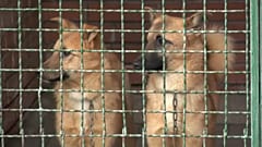 Das Tierheim in Charkiw bat die Bevölkrung um Teppiche, damit die Hunde dort es im Winter warm haben können.