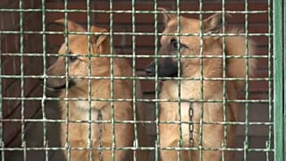 Das Tierheim in Charkiw bat die Bevölkrung um Teppiche, damit die Hunde dort es im Winter warm haben können.