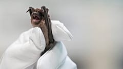 Mary Warwick von der Houston Humane Society hält eine gerettete Mexikanische Bulldoggfledermaus in der Hand. 