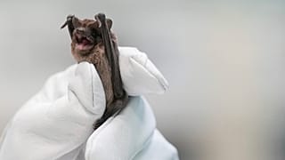 Mary Warwick von der Houston Humane Society hält eine gerettete Mexikanische Bulldoggfledermaus in der Hand.