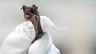 I pipistrelli vittime della tempesta artica nel Texas.