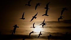 Warme Temperaturen zum Jahresende in Berlin und in weiten Teilen Europas