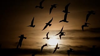 Warme Temperaturen zum Jahresende in Berlin und in weiten Teilen Europas