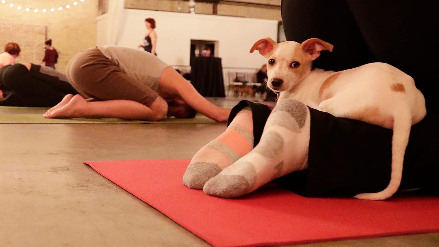 Students participate in a yoga puppy class in Green Bay, Wisconsin. The trend has now kicked off in the UK. 