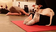 Students participate in a yoga puppy class in Green Bay, Wisconsin. The trend has now kicked off in the UK. 