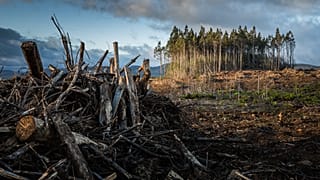 Sweden claims the European Commission has no right to interfere in its forest management policies.