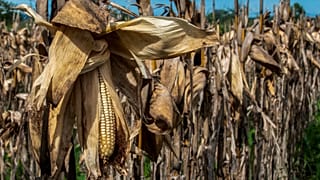 FAO: Gıda fiyatları aralıkta düşüşe karşın 2022'de rekor seviyeye yükseldi 
