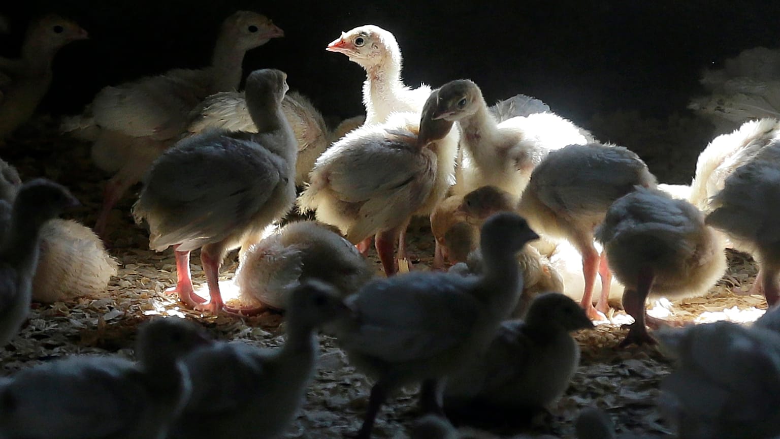 Millions of birds have been killed by the virus in the last year, and millions more have been forced indoors to avoid contagion.