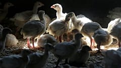 Millions of birds have been killed by the virus in the last year, and millions more have been forced indoors to avoid contagion.