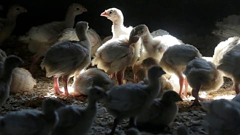 Millions of birds have been killed by the virus in the last year, and millions more have been forced indoors to avoid contagion.